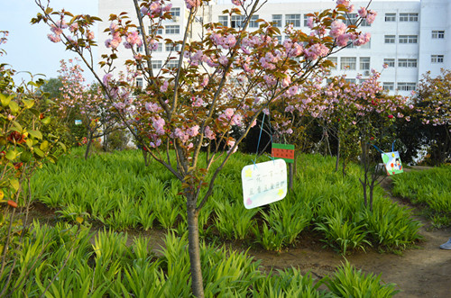 beat365亚洲体育官方网站举办挂树牌活动